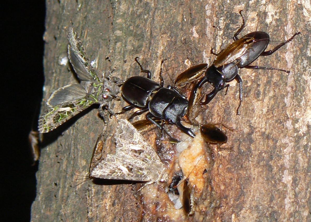 やなぎの枝先_幹に辿ってさらに降りたところにコクワガタとモリチャバネゴキブリとキノカワガ_2021年5月31日20時30分頃 気温22度
